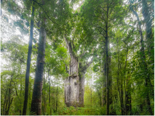 Read more about the article Ancient Trees Show When The Earth’s Magnetic Field Last Flipped Out
